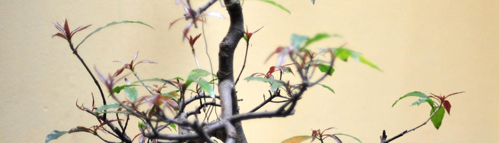 Globus Tax Consultants